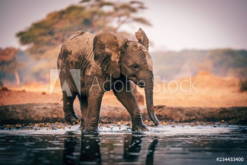 Afbeeldingen van Elefantenbaby am Wasserloch Senyati Safari Camp Botswana